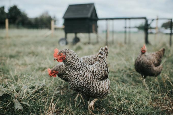 austra white tyúkok egy fekete australorp kakas és egy fehér leghorn tyúk keresztezése