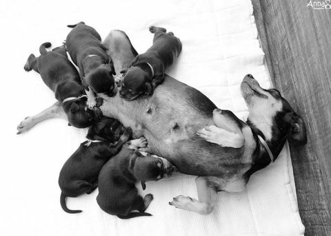 A várandós kutya, aki megrázta az anyasági fotózást, kölyökkutyája volt