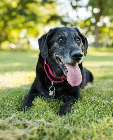 egy idősebb labrador retriever kutya fekszik a fűben egy parkban a szabadban