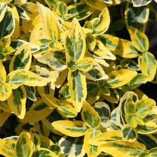 Euonymus fortunei " Emerald 'n' Gold"