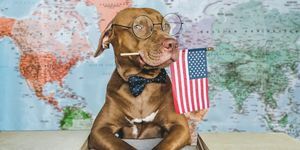 szerethető, csinos kutya és amerikai zászló vértes, bent