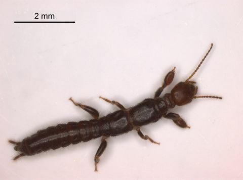 Nőstény Aposthonia ceylonica - Webspinners (Embioptera) rovarok