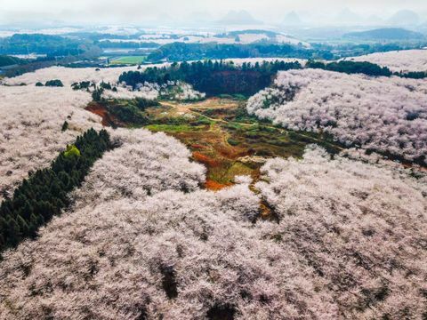 Cseresznyefák a Pingba farmon Guiyangban, Kína Guizhou tartományában