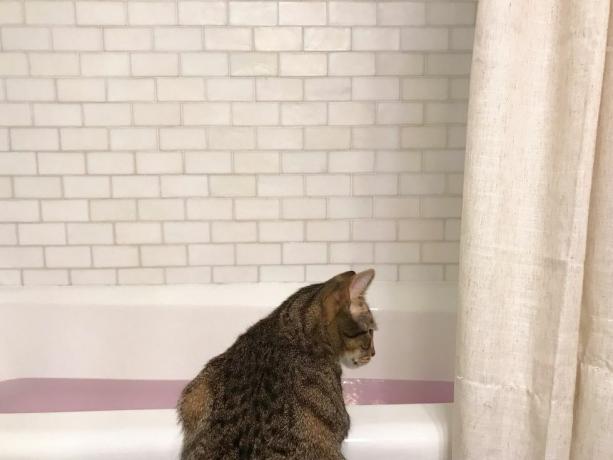 macska keresi a vízzel töltött fürdőkádat