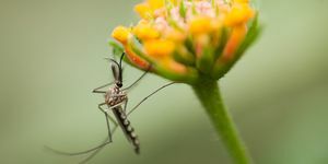 hogyan lehet megszabadulni a szúnyogoktól a kertekben