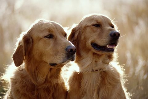 golden retriever kutyák