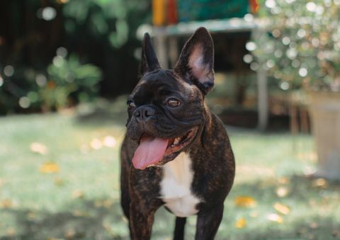 boldog francia bulldog