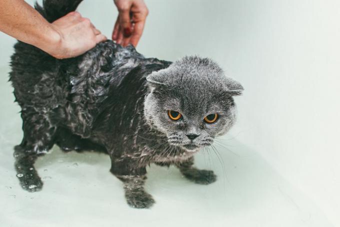 fürdőkádban szürke skót macskát mosó nő levágott kezei, a testére összpontosítva, a fejét szárazon hagyva
