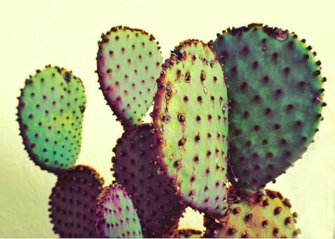 Közeli kép: fügekaktusz kaktusz az ég ellen