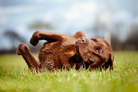barna labrador retriever kutya gördülő a fűben