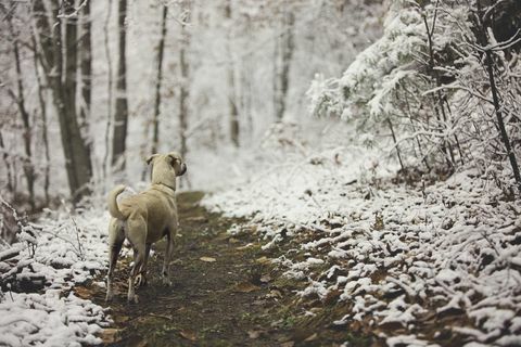 Kutya a havas ösvényen