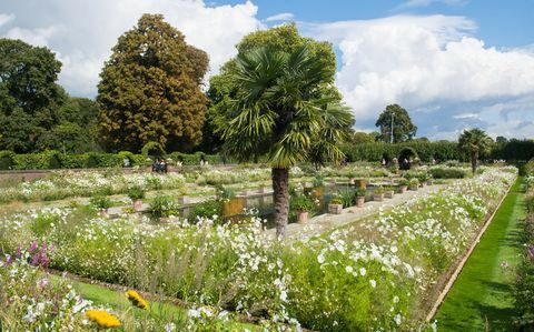 Elsüllyedt kert a Kensington palotában