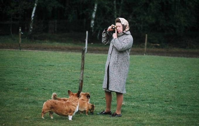 Windsor, Egyesült Királyság Ii. Erzsébet királynő a corgijait fényképezte a windsori parkban 1960-ban Windsorban, Angliában Fotó: Anwar husseingetty images