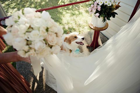 Kutya az esküvői fogadáson