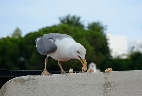 Sirály kenyeret eszik, Albufeira, Portugália.