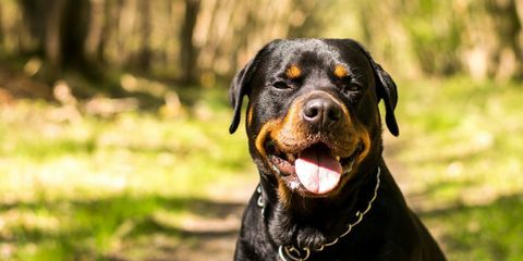 rottweiler kutya