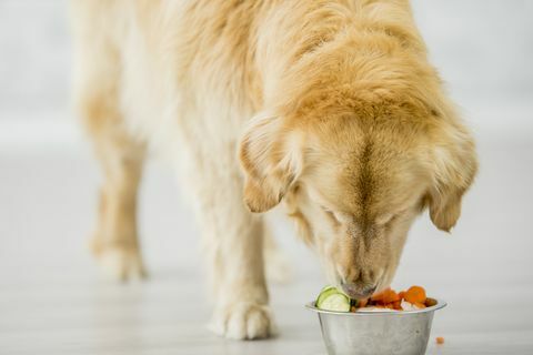 tudnak-e a kutyák gyümölcs zöldségeket enni?