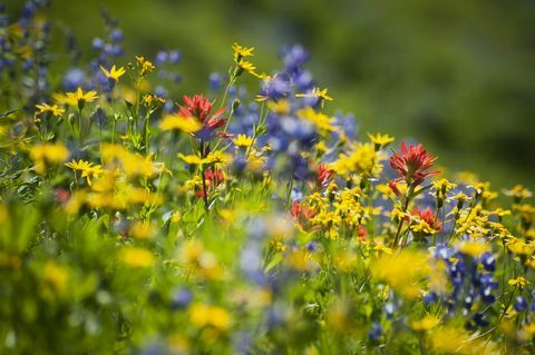 Hogyan csökkentheti a vadvirágok a növényvédő szerek használatát?