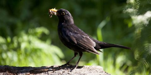 Fekete madár gyűjtése fészek anyagát