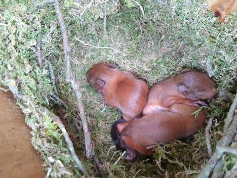 Ritka vörös mókus cicák rögzítették kamerával a Brownsea szigeten