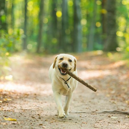Vértes kép egy sárga labrador retriever kutyáról, aki botot visz az erdőben