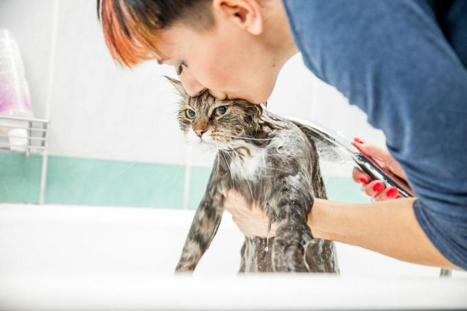 felnőtt nő szibériai macskát mos fürdőkádban, felemeli az elülső végét a karja alól, és munka közben megcsókolja a fejét