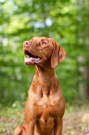 mosolygós vizsla kutyaportré