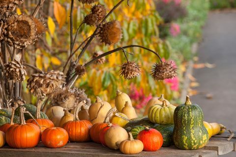 betakarított sütőtök és tök a gyümölcs- és zöldségkertben ősszel a rhs garden rosemoor-ban