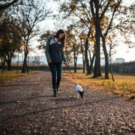 fiatal nő sétál Jack Rusell terrierrel a nyilvános parkban naplementekor