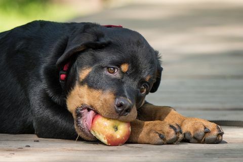 tudnak-e a kutyák gyümölcs zöldségeket enni?