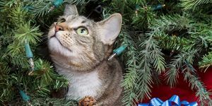 hogyan-tartsuk-távol-macskákat a karácsonyfától