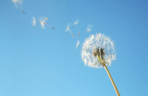 Pitypang pollen szellő kék ég ellen