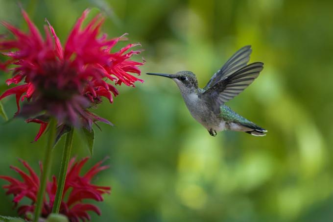 kolibri étel recept utasítások