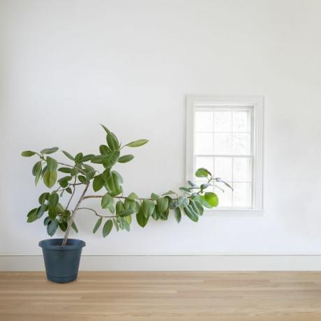 Az ablak felé növekvő gumi növény