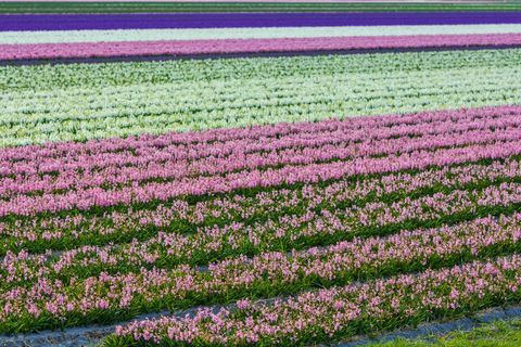 lenyűgöző holland tavaszi virág mezők