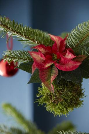 Mikulásvirág dekoráció karácsony