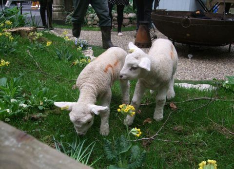 Hol lehet bárányokat nézni a Country Living tavaszi vásáron és jegyjegyeket foglalni