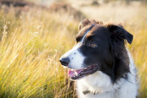 Border Collie kutyafajta egy mezőben, a napsütésben