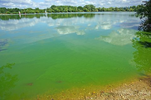 Cianobaktériumok vagy "kék-zöld" algák, Frampton on Severn, Gloucestershire, Egyesült Királyság