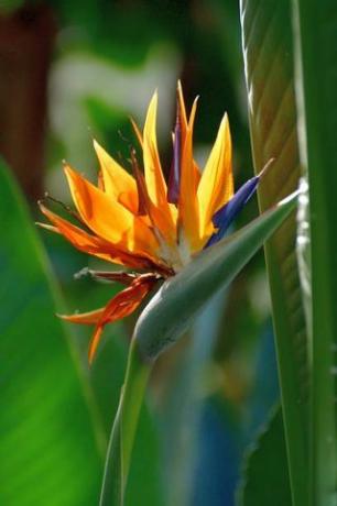 a strelitzia reginae közönséges nevei közé tartozik a daruvirág és a paradicsommadár, egzotikus virágai miatt ilyen neveket kapott, amelyek úgy néznek ki, mint egy daru feje