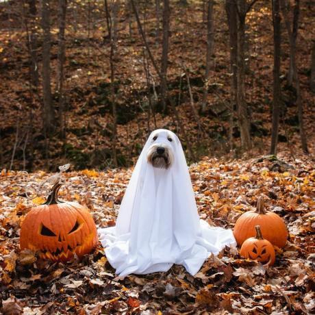kutya visel egy szellem jelmez ül a sütőtök között halloween