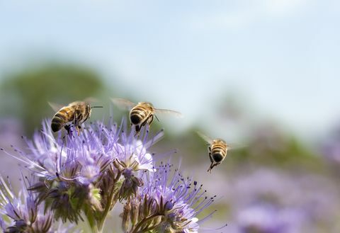 Mézelő méh repül