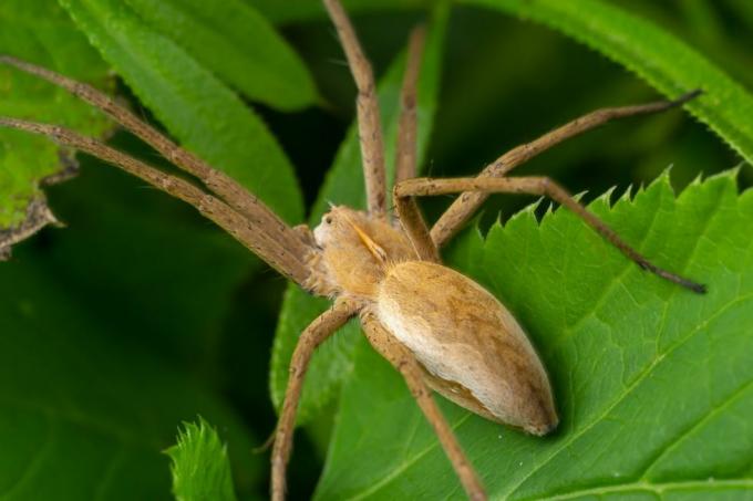 kifejlett hím futó rákpók a philodromidae családból