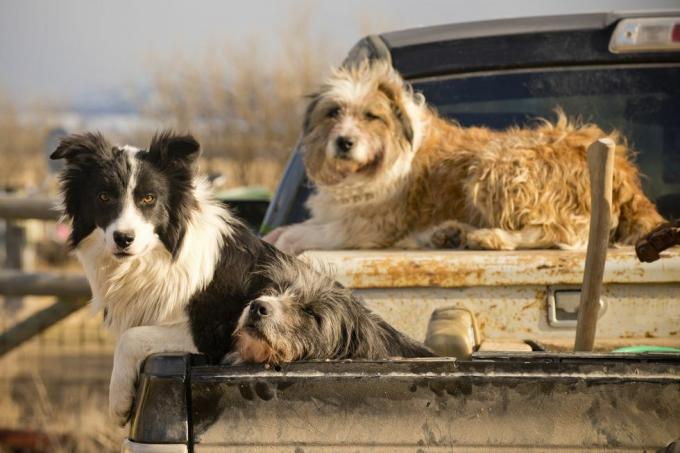 a kutyák a montana tanyán várják az utasításokat